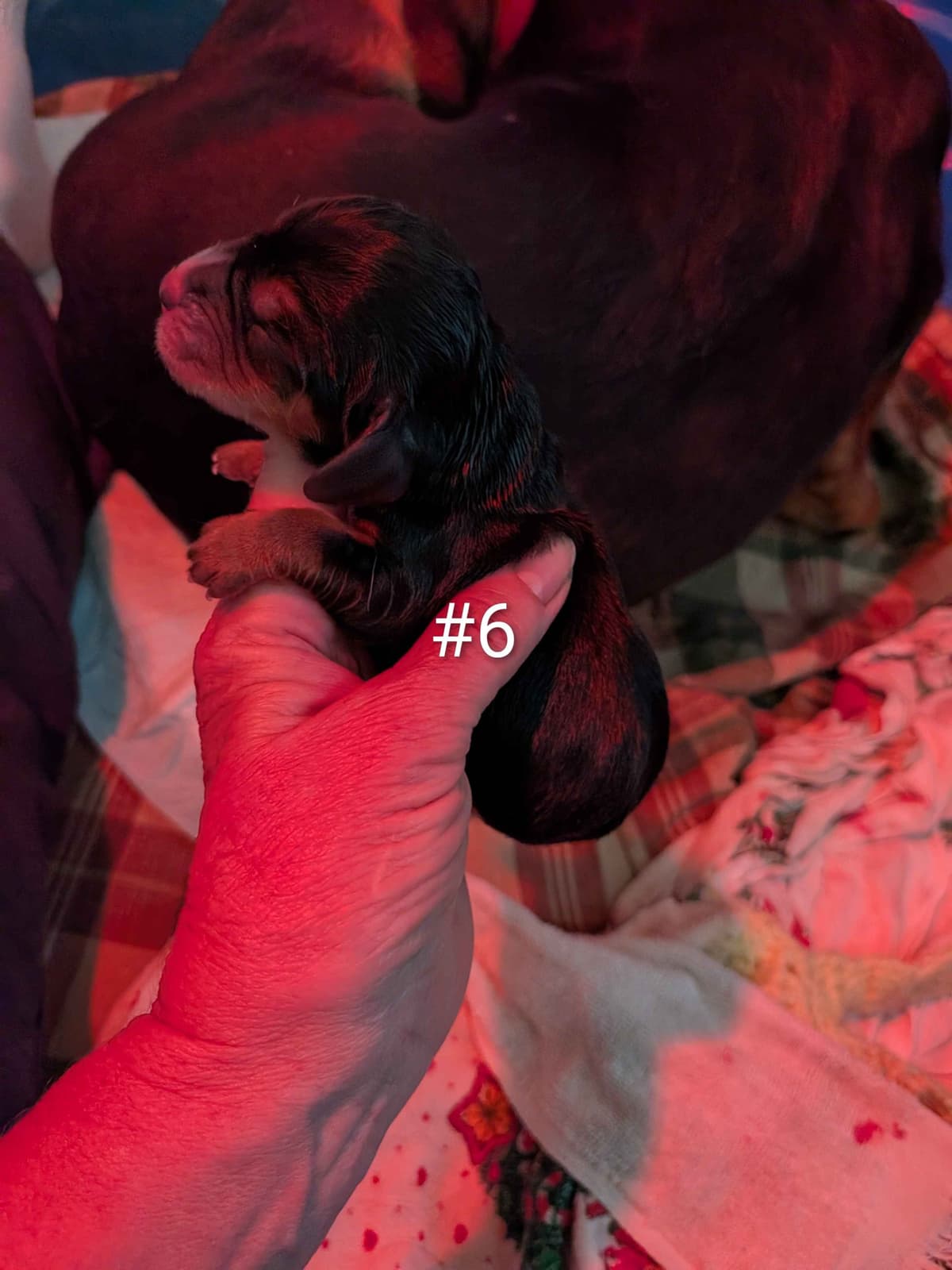 European Basset Hound Puppies breeder image 2