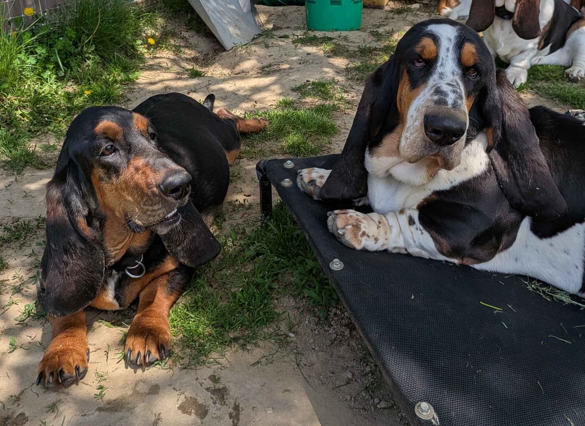 European Basset Hound Puppies breeder image 3