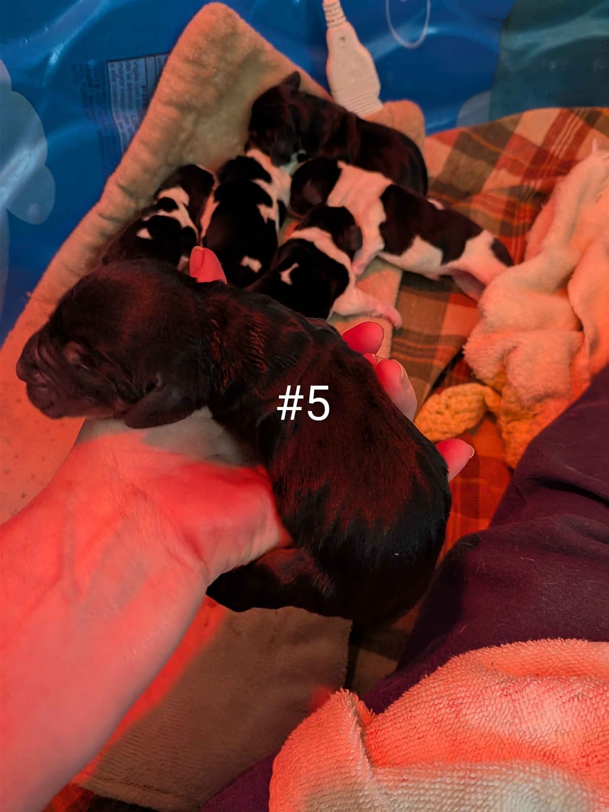 European Basset Hound Puppies breeder image 5