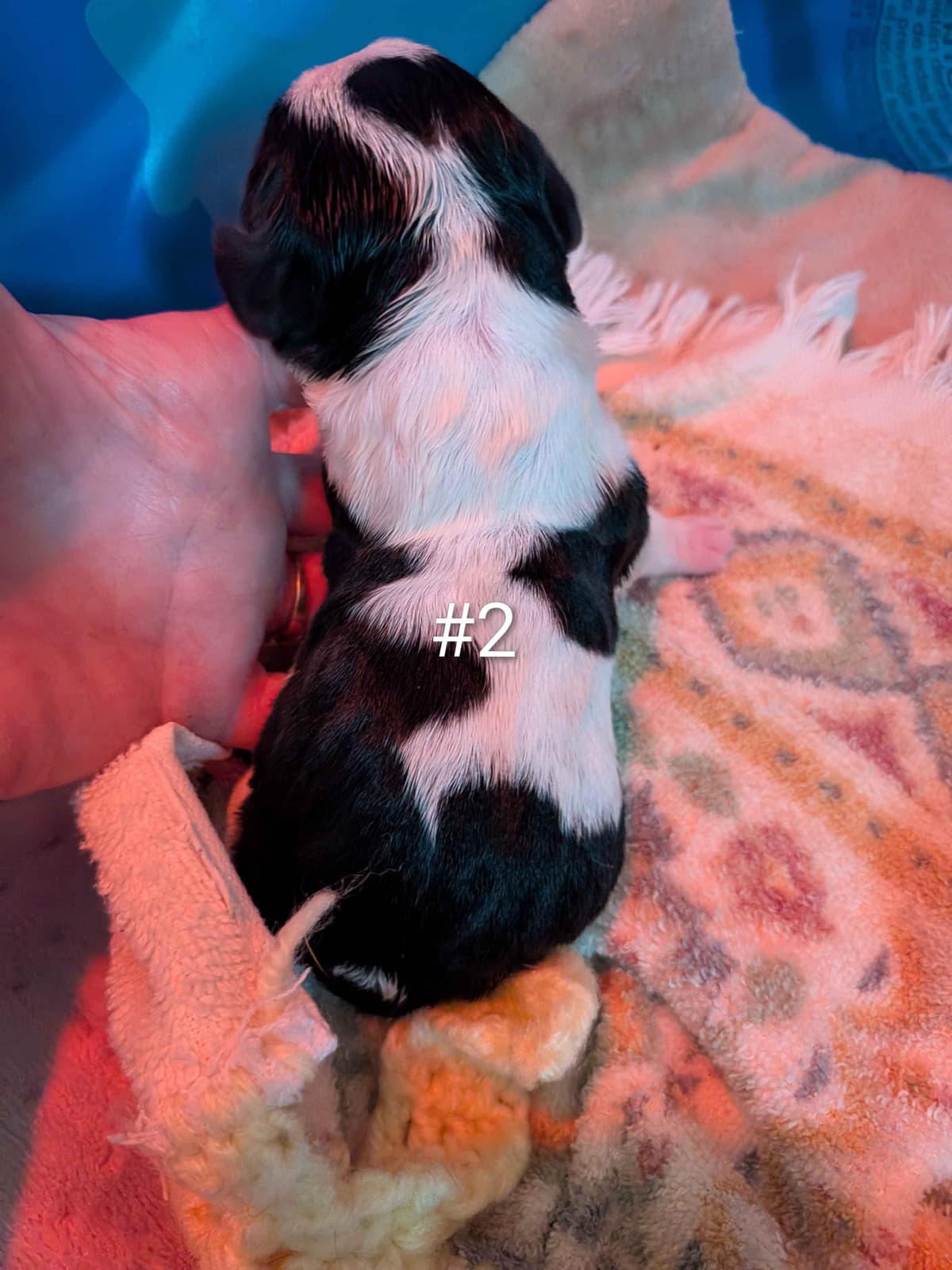 European Basset Hound Puppies breeder image 6