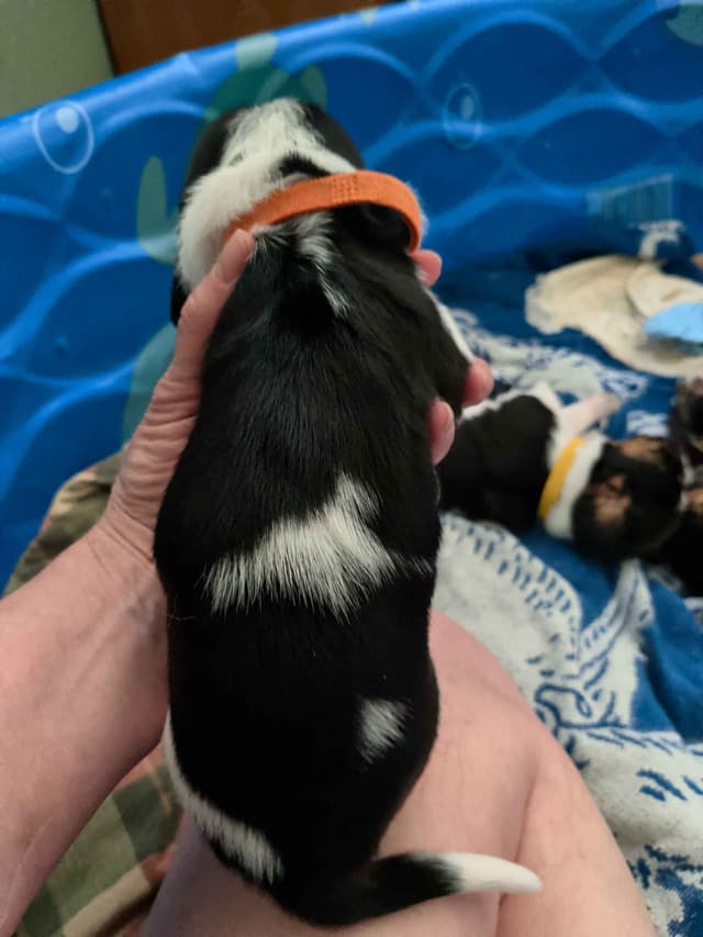 Basset Hound Puppies media 3