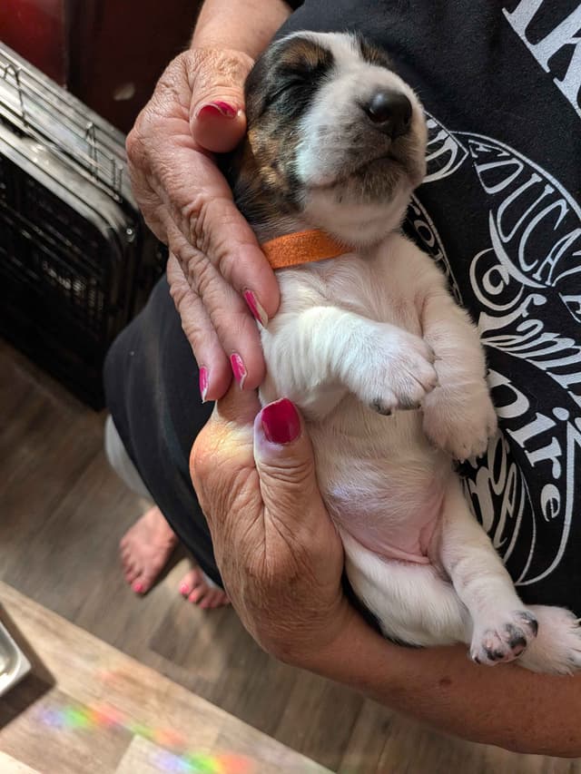 Basset Hound Puppies media 5