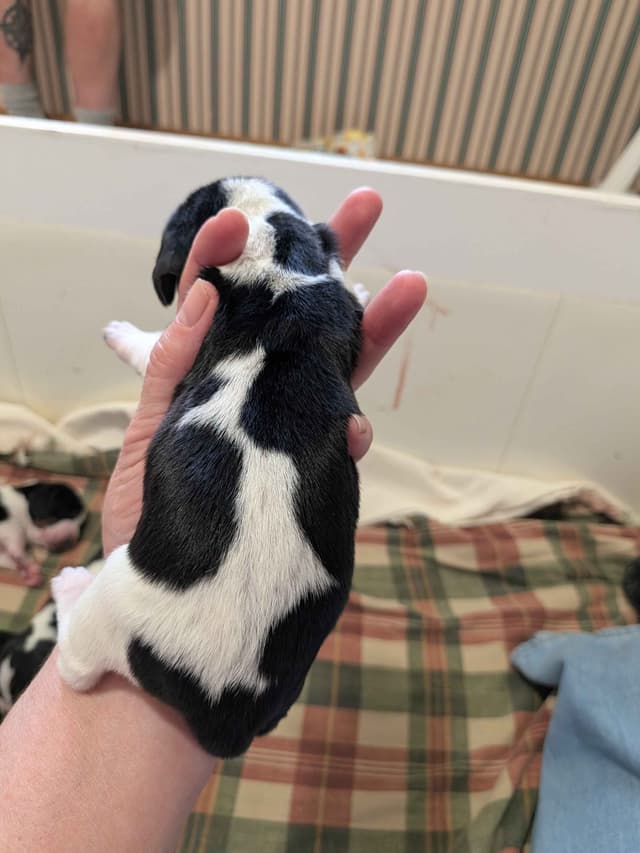 European Basset Hound Puppies media 2