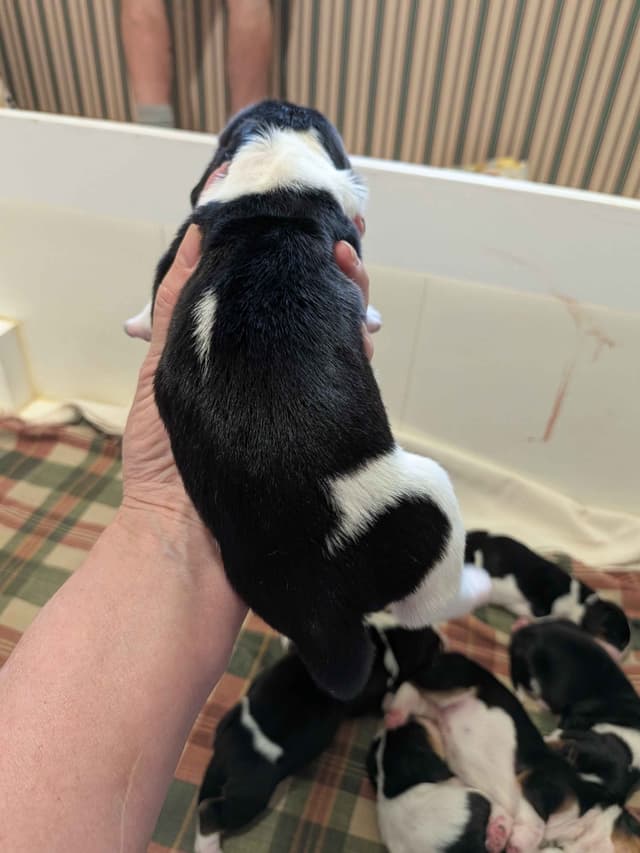 European Basset Hound Puppies media 3