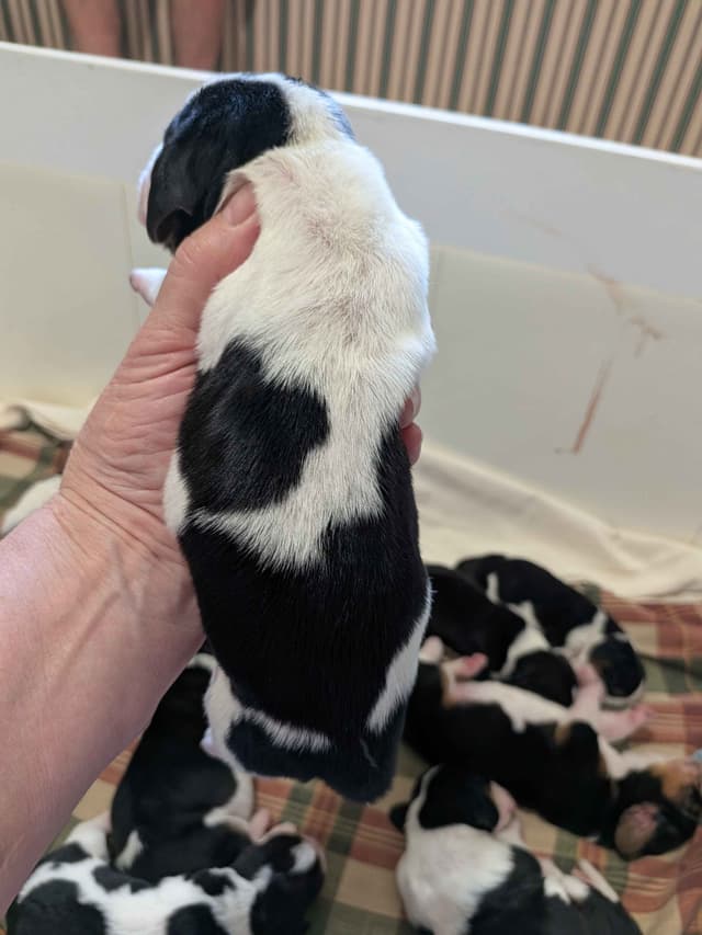 European Basset Hound Puppies media 8