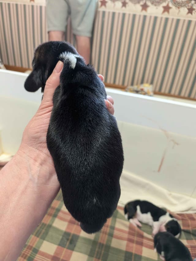 European Basset Hound Puppies media 4