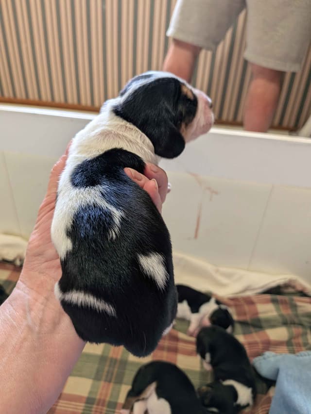European Basset Hound Puppies media 7