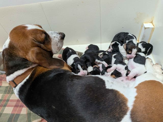 European Basset Hound Puppies media 5