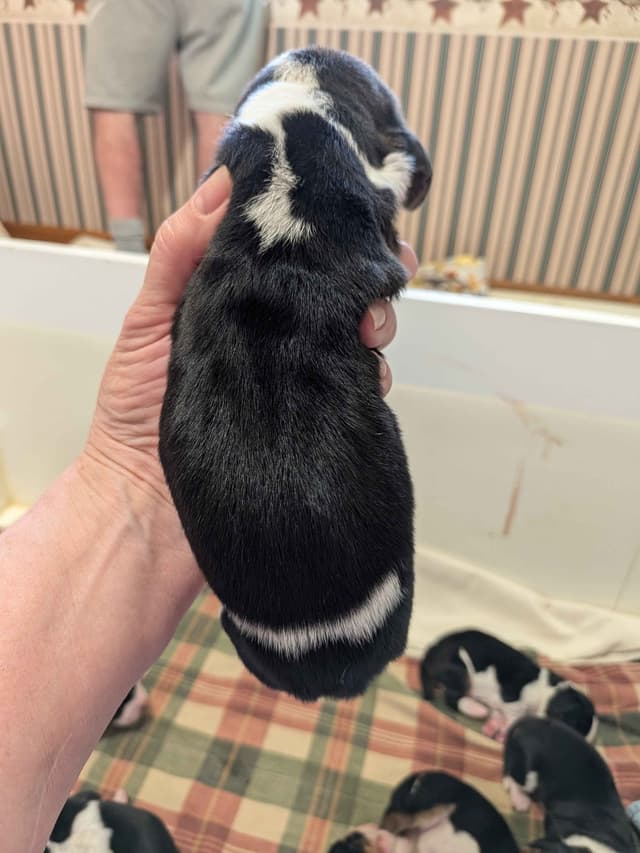 European Basset Hound Puppies media 6