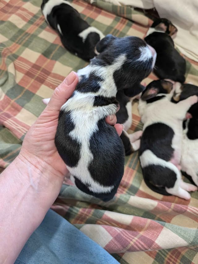 European Basset Hound Puppies media 9