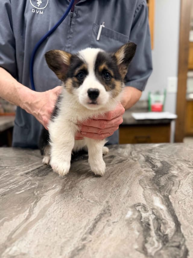 Pembroke Welsh Corgi Puppies media 2