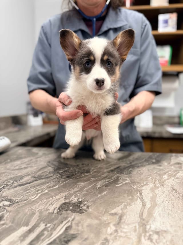 Pembroke Welsh Corgi Puppies media 4