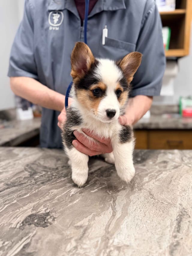 Pembroke Welsh Corgi Puppies media 5