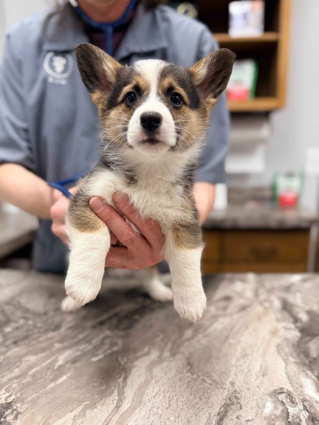 Pembroke Welsh Corgi Puppies media 6