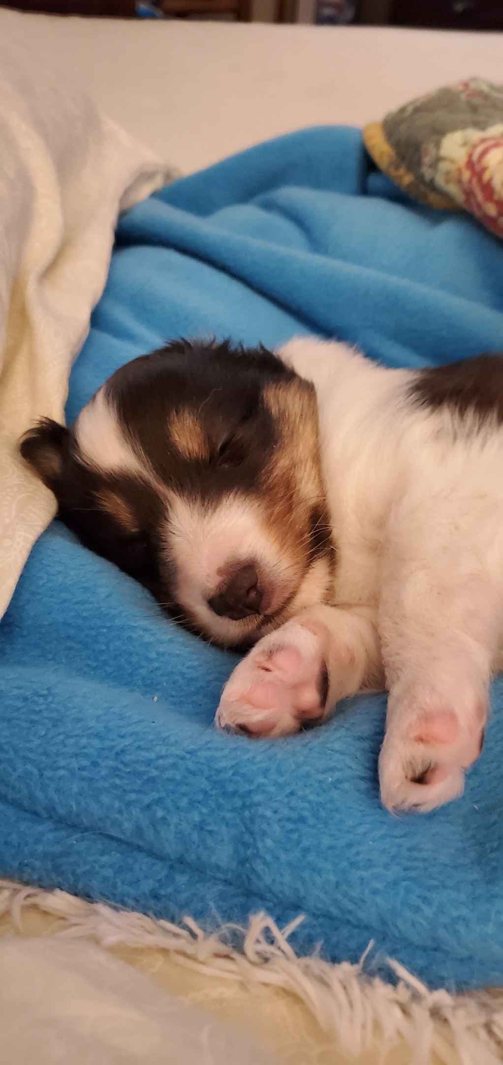 Shetland Sheepdog Puppies breeder image 1