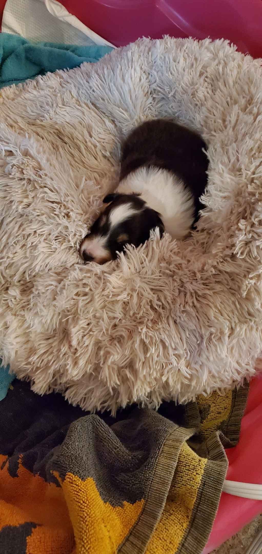 Shetland Sheepdog Puppies breeder image 3
