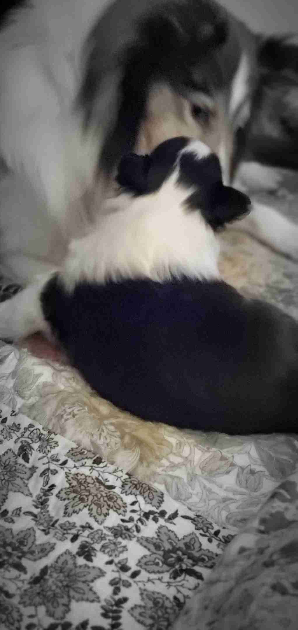 Shetland Sheepdog Puppies breeder image 2