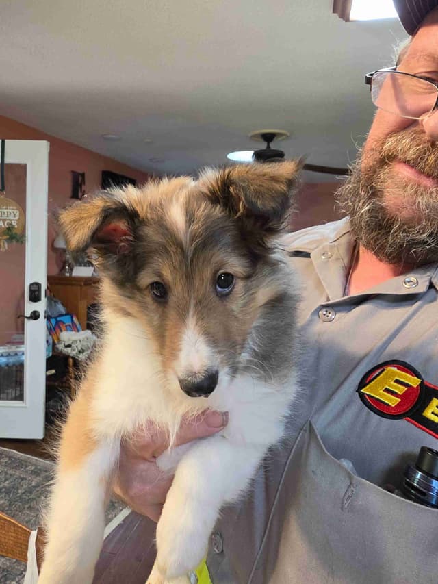 Shetland Sheepdog Puppies media 2