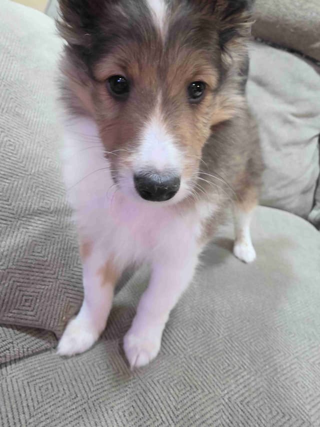 Shetland Sheepdog Puppies media 3