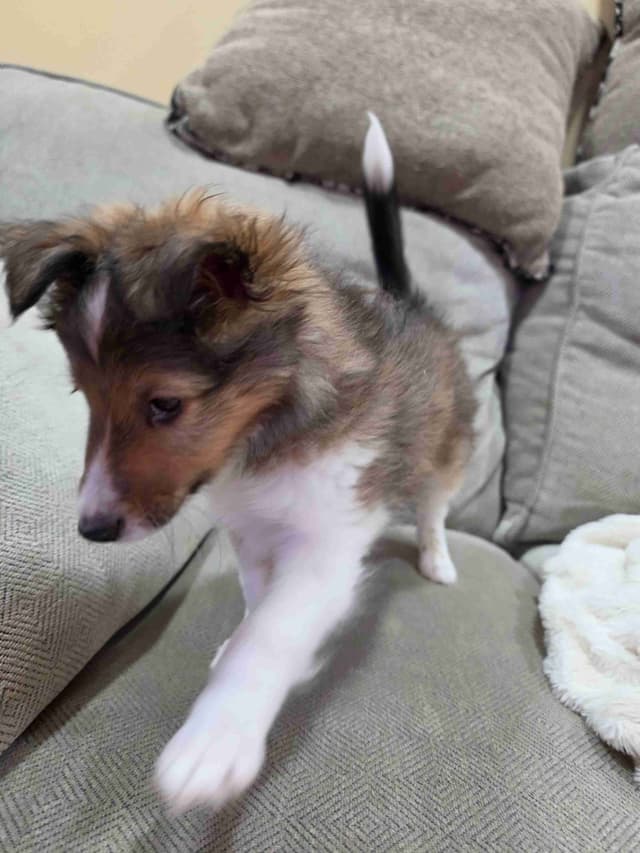 Shetland Sheepdog Puppies media 4