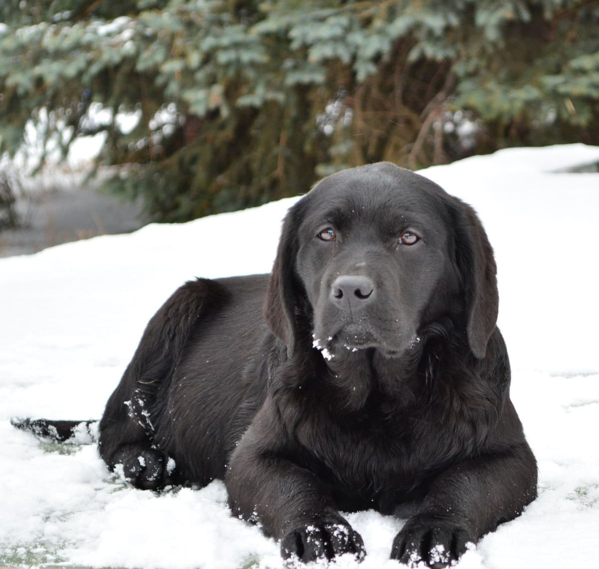 Labrador Retriever Puppies breeder image 7