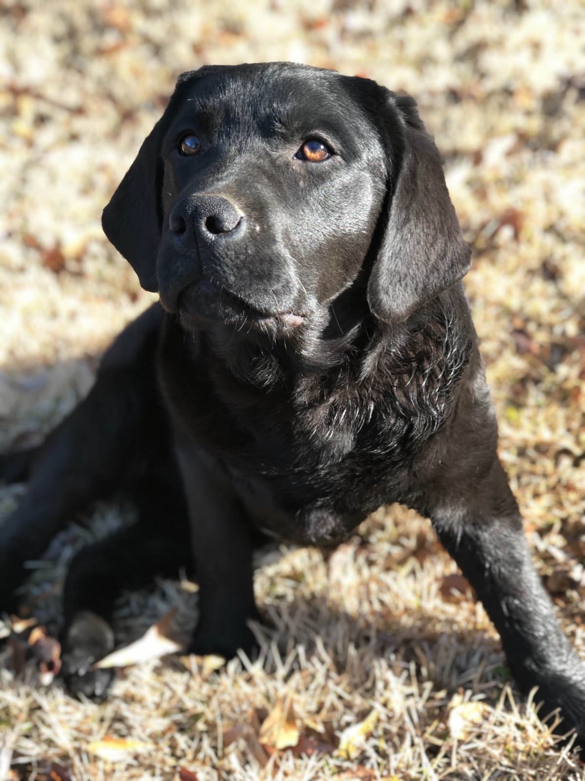 Labrador Retriever Puppies breeder image 8