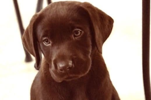 Labrador Retriever Puppies breeder image 10