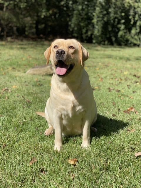 Labrador Retriever Puppies breeder image 4