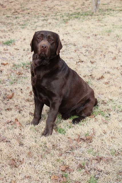 Labrador Retriever Puppies breeder image 12