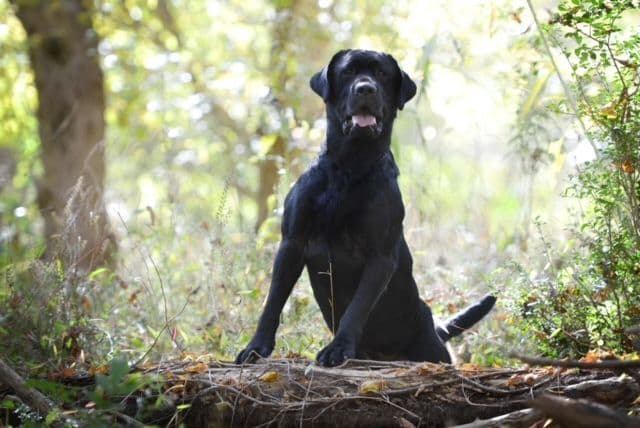 Labrador Retriever Puppies breeder image 13