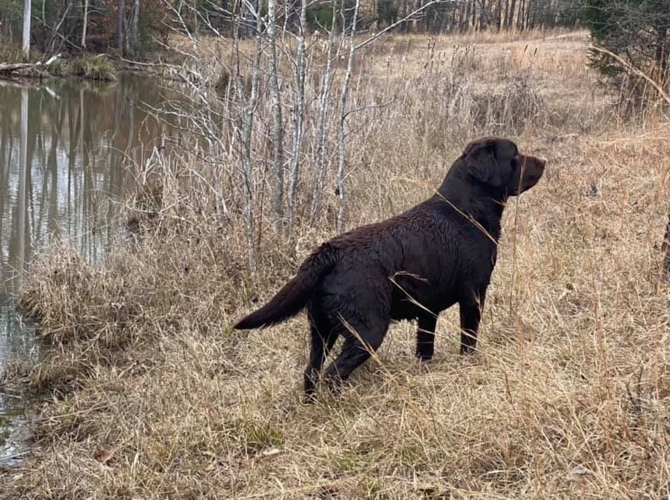 Labrador Retriever Puppies breeder image 1