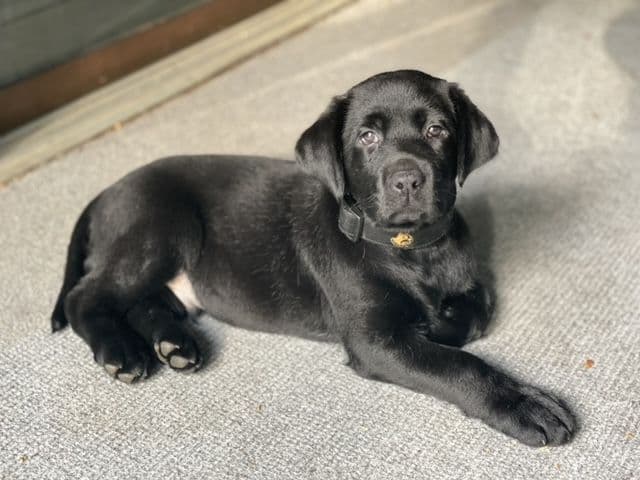 Labrador Retriever Puppies breeder image 15