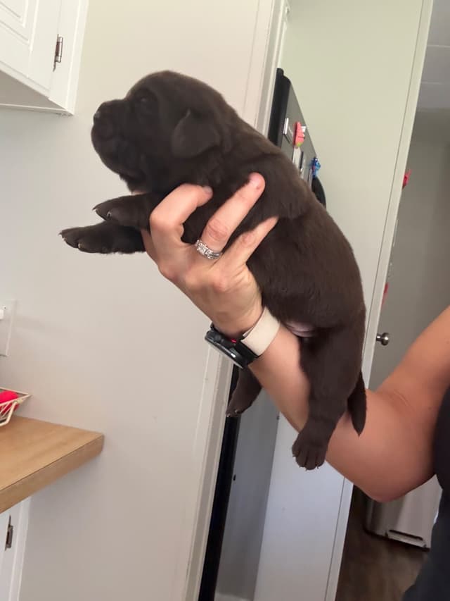 Labrador Retriever Puppies media 3