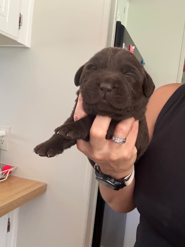 Labrador Retriever Puppies media 5