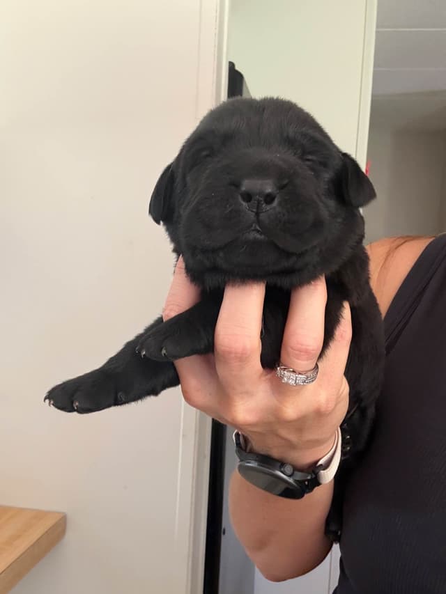 Labrador Retriever Puppies media 6