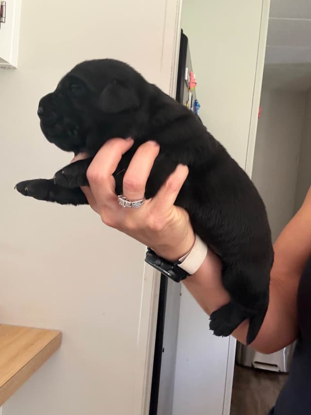 Labrador Retriever Puppies media 7