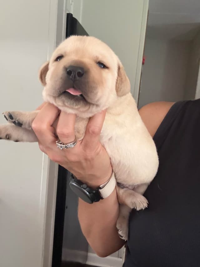 Labrador Retriever Puppies media 8