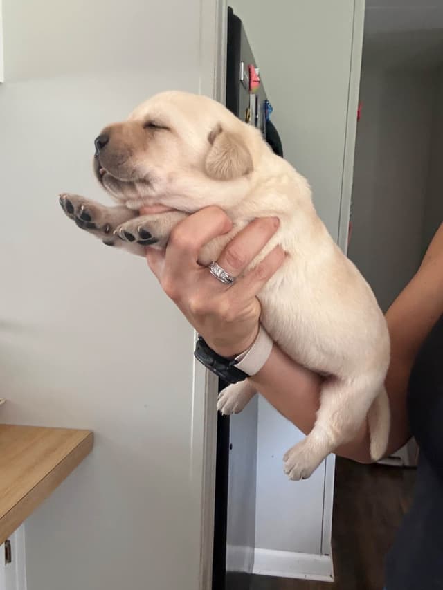 Labrador Retriever Puppies media 9