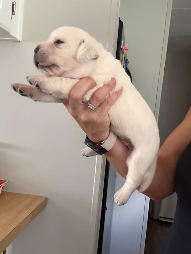 Labrador Retriever Puppies media 11