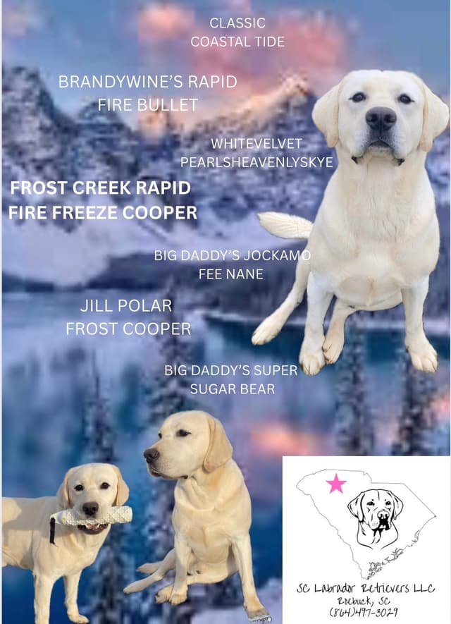 Labrador Retriever Puppies media 12