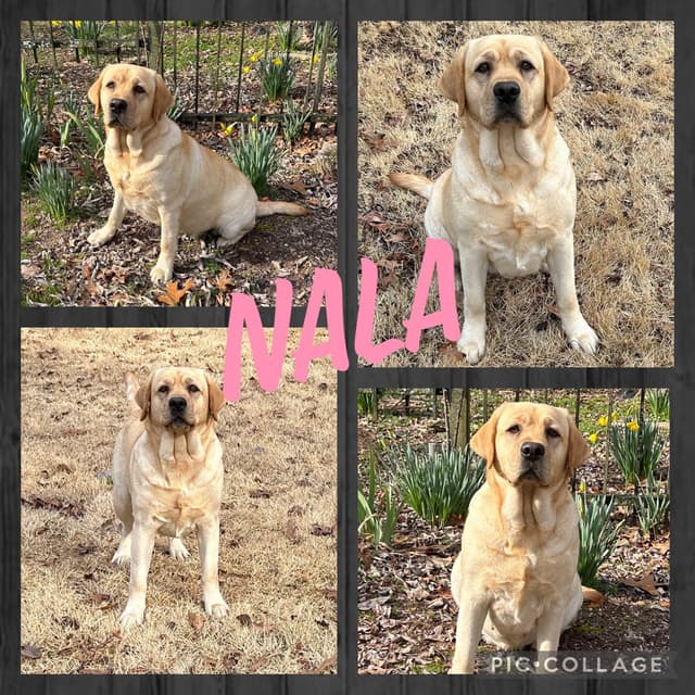 Labrador Retriever Puppies media 13