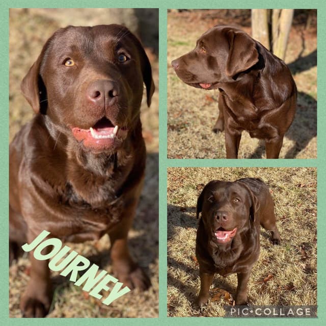 Labrador Retriever Puppies media 14