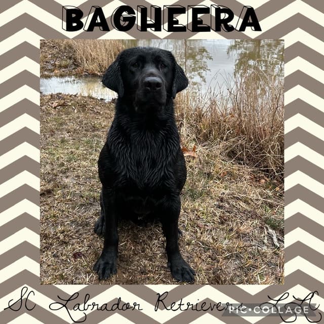 Labrador Retriever Puppies media 15