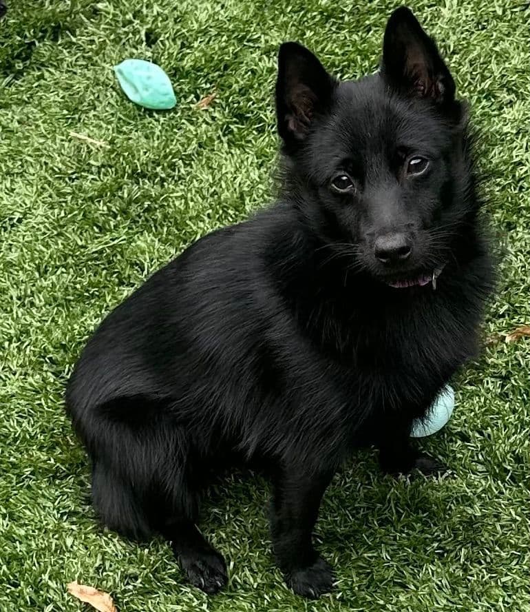 Cream Schipperke Puppies breeder image 1