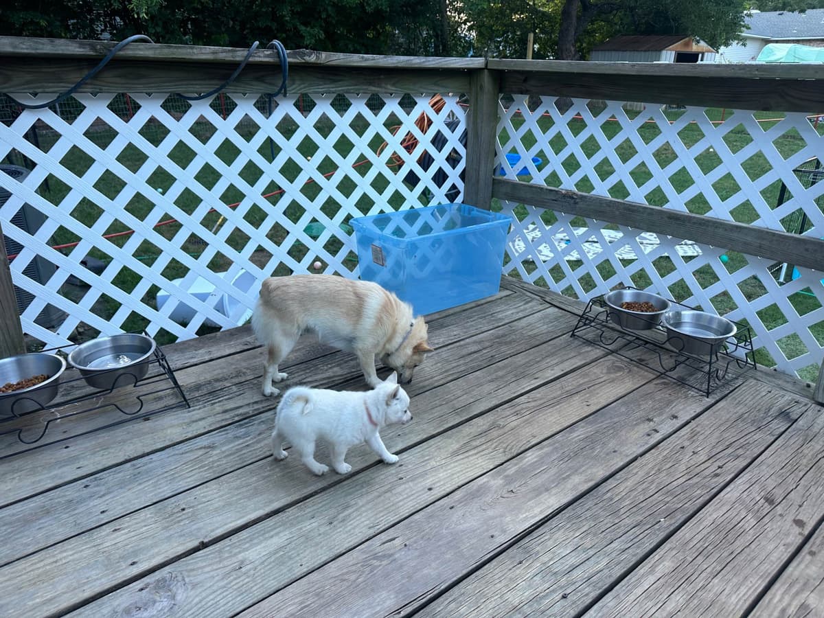 Cream Schipperke Puppies breeder image 3