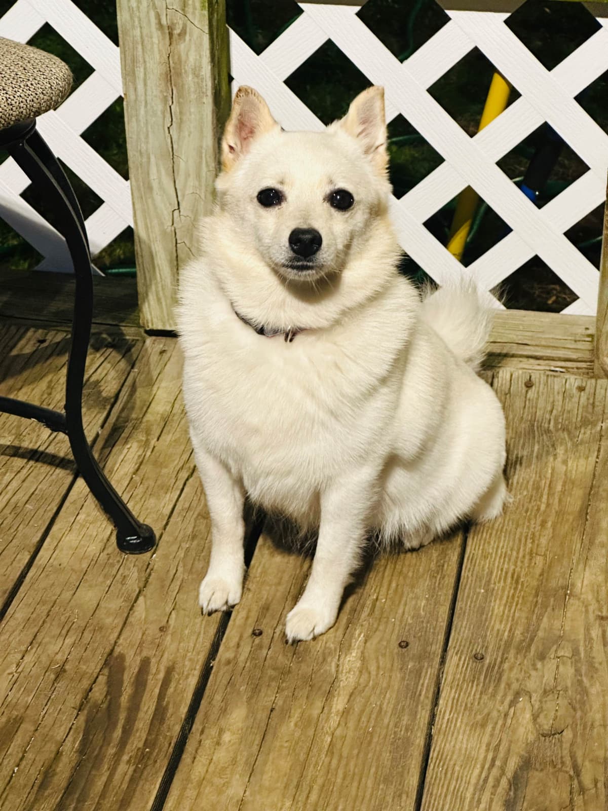 Cream Schipperke Puppies breeder image 5
