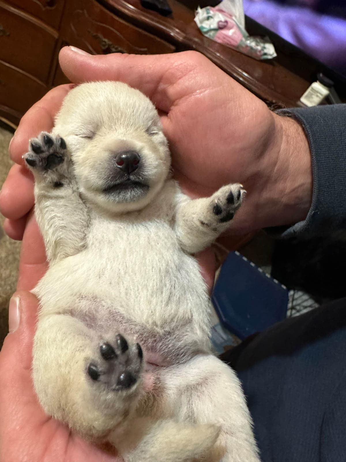 Cream Schipperke Puppies breeder image 4