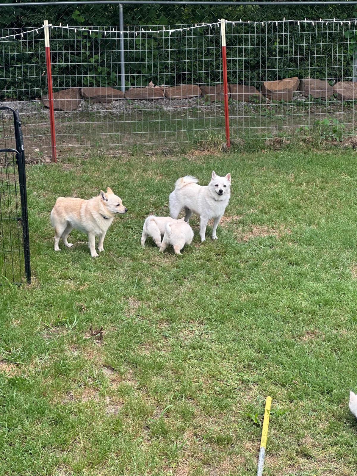 Cream Schipperke Puppies breeder image 6