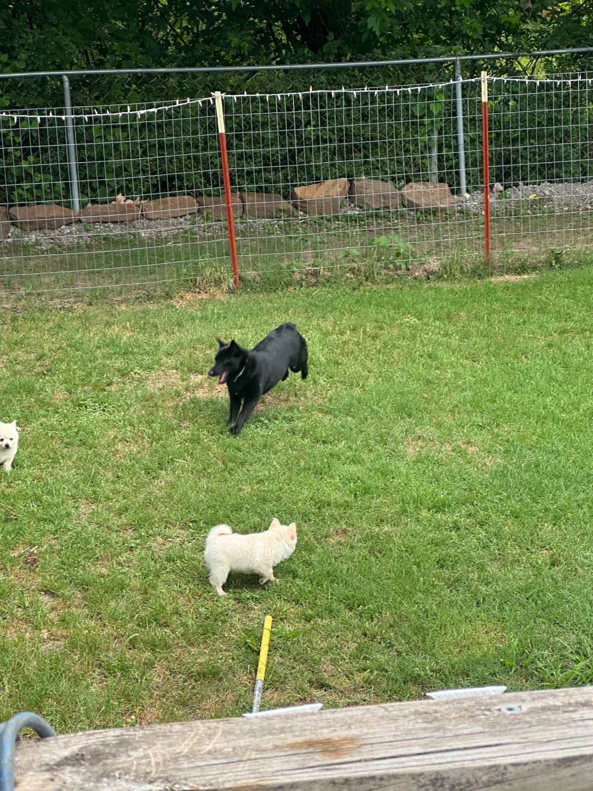 Cream Schipperke Puppies breeder image 7