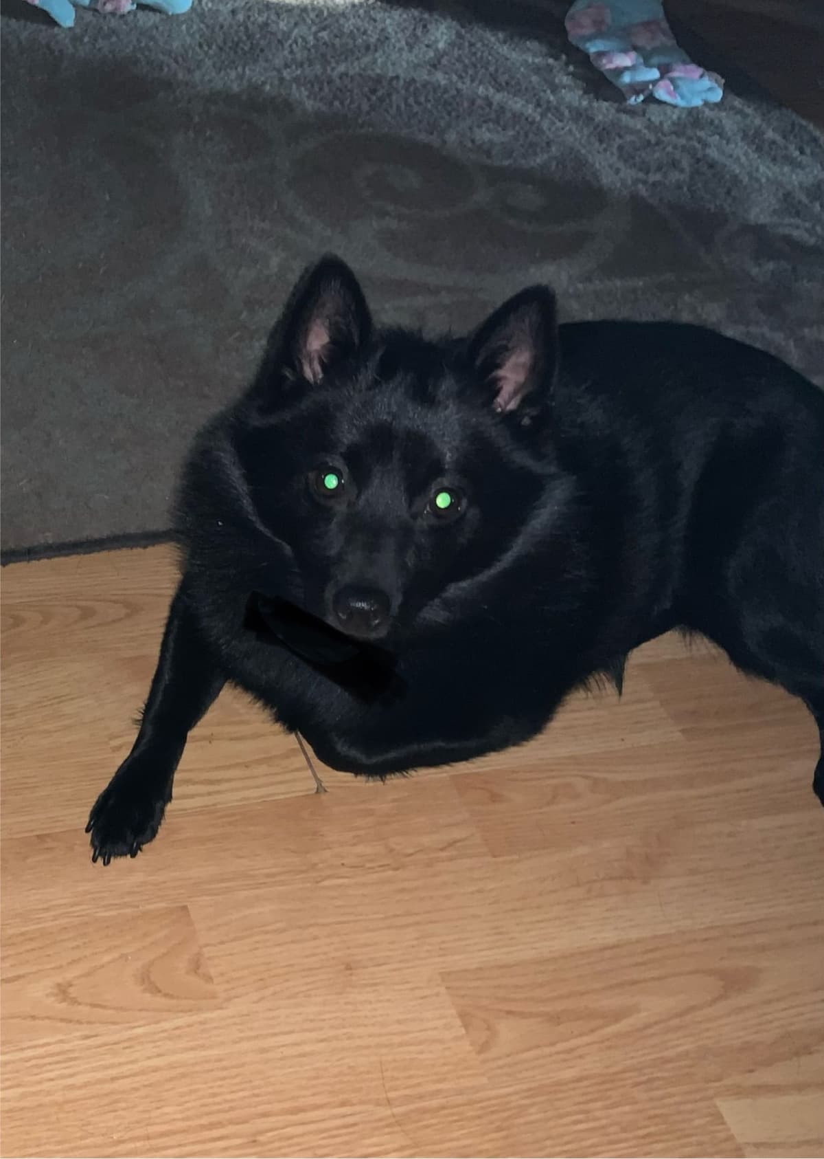 Cream Schipperke Puppies breeder image 10